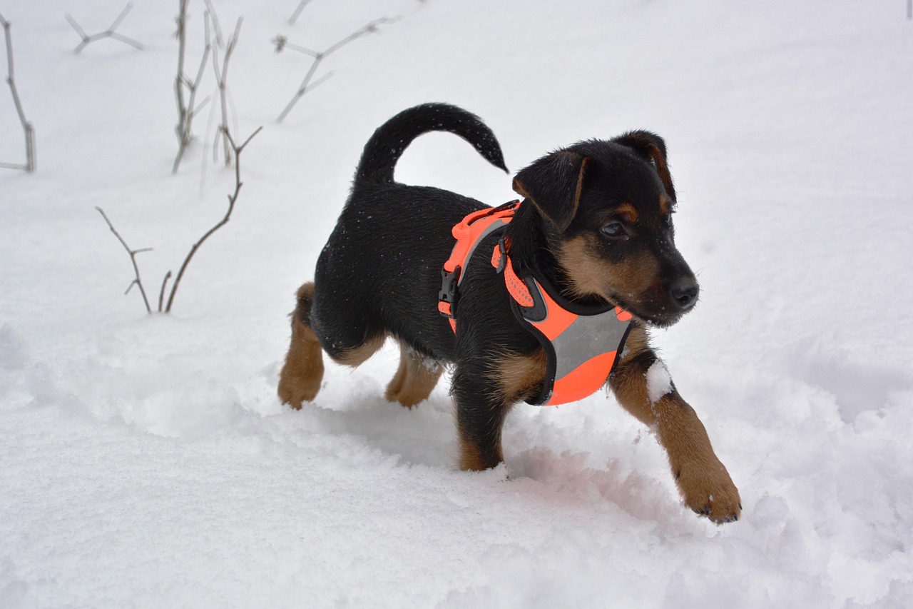 manchester Hund klein